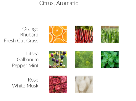 White Tea - Premium Duftöl Aromaöl von INFINITUM